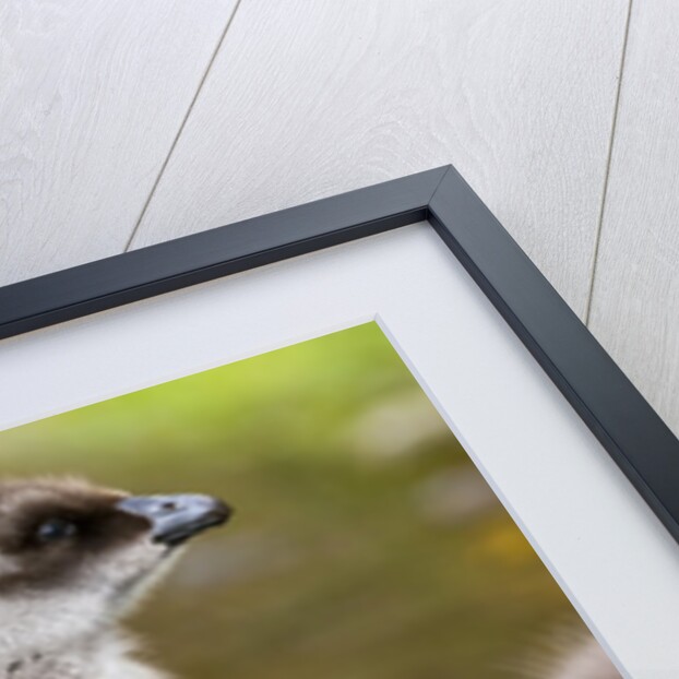 Upland Goose baby at waters edge, Fakland Islands by Anonymous