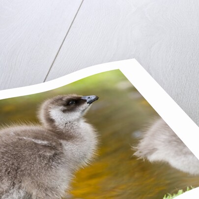 Upland Goose baby at waters edge, Fakland Islands by Anonymous