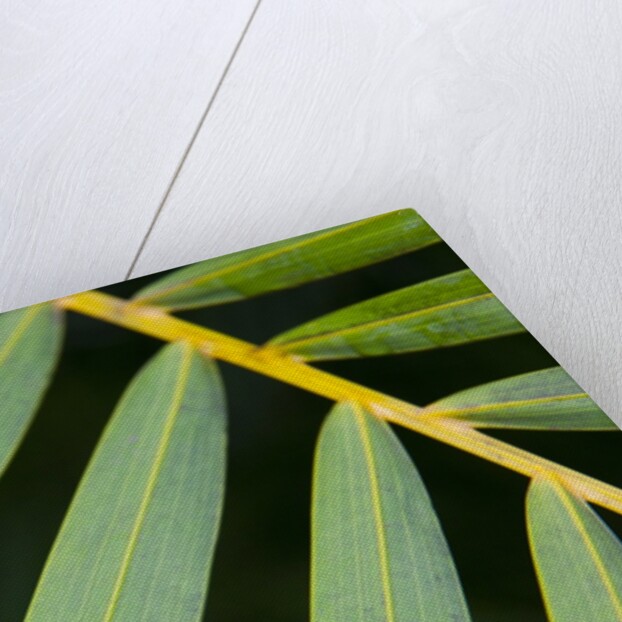 Closeup of palm leaves by Anonymous