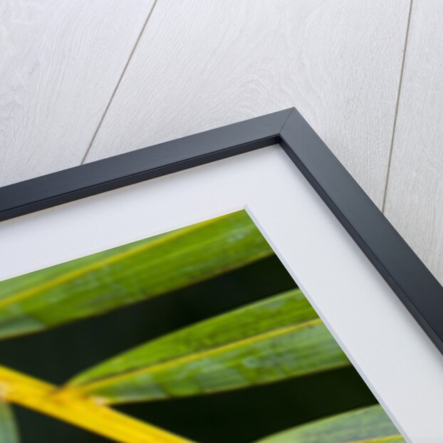 Closeup of palm leaves by Anonymous