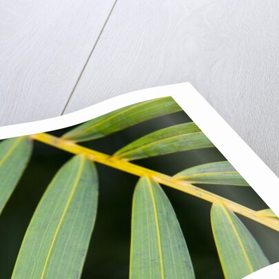 Closeup of palm leaves by Anonymous