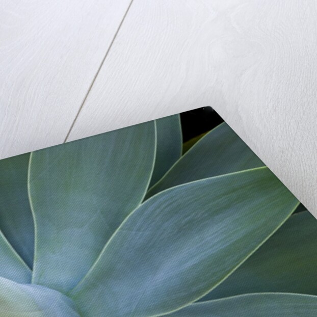 Agave on the island of Maui, Hawaii by Anonymous