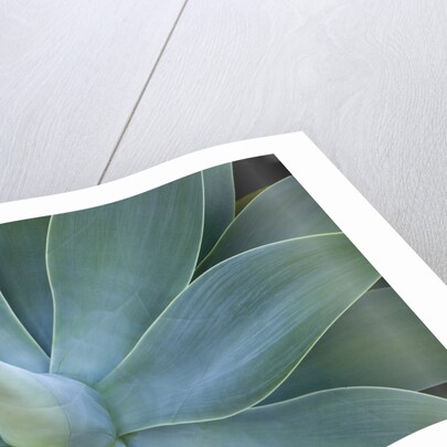 Agave on the island of Maui, Hawaii by Anonymous