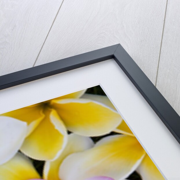 Frangipani flowers by Anonymous