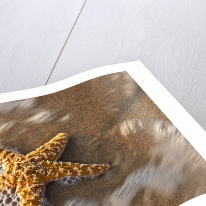 Starfish on the sandy beachs of Keihi, Maui Hawaii in the evening light by Anonymous
