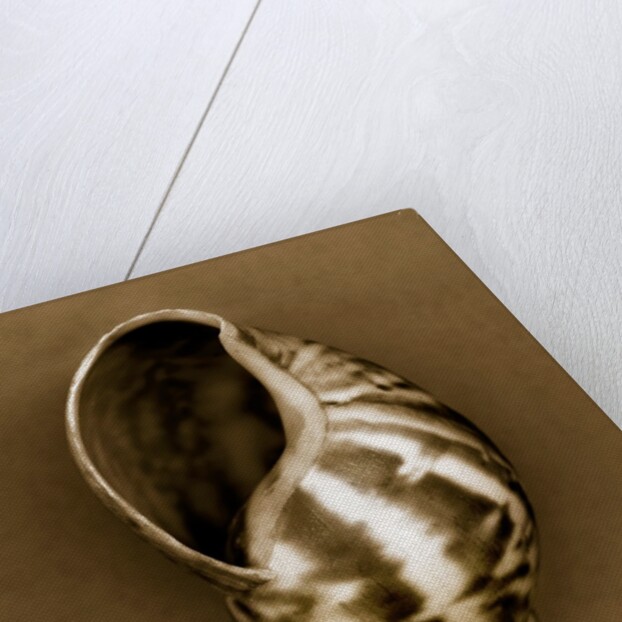 Babylon Shell by Anonymous