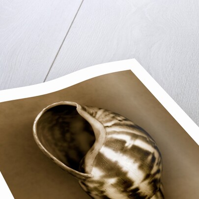 Babylon Shell by Anonymous