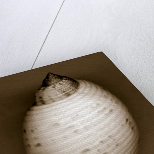 Bonnet Shell by Anonymous