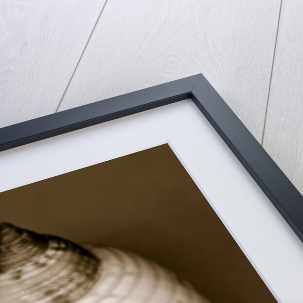 Bonnet Shell by Anonymous