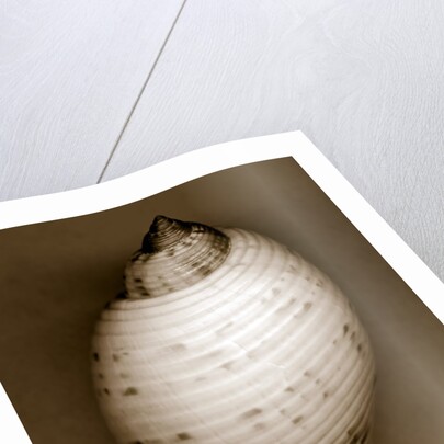 Bonnet Shell by Anonymous