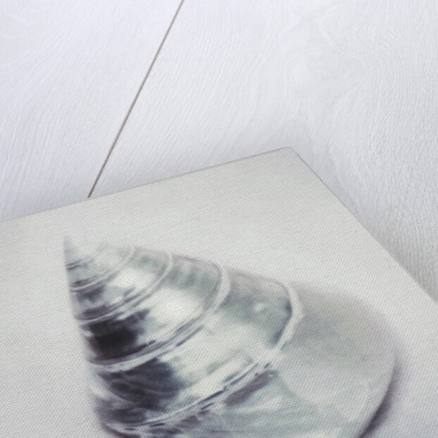 Pearl Trochus Shell by Anonymous