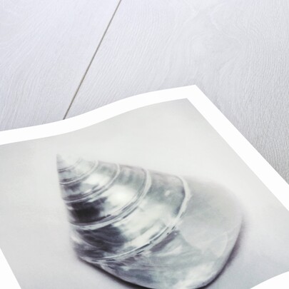 Pearl Trochus Shell by Anonymous