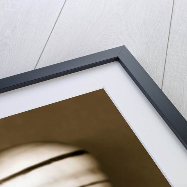 Candy Cane Shell by Anonymous