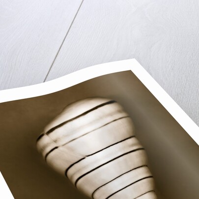 Candy Cane Shell by Anonymous