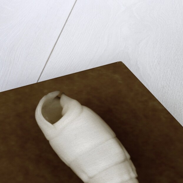 White Cerithium Shell by Anonymous