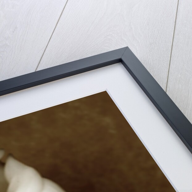 White Cerithium Shell by Anonymous