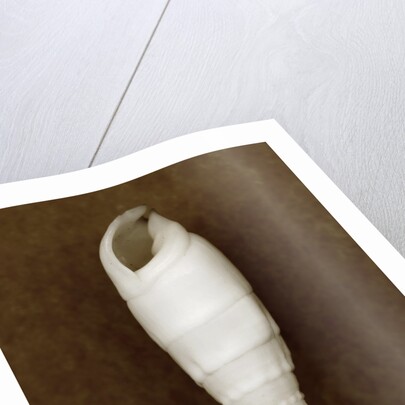 White Cerithium Shell by Anonymous