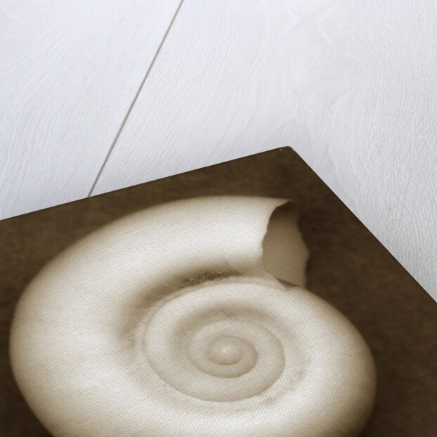 White Spiral Shell by Anonymous