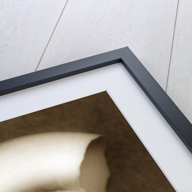 White Spiral Shell by Anonymous