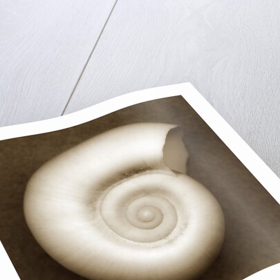 White Spiral Shell by Anonymous