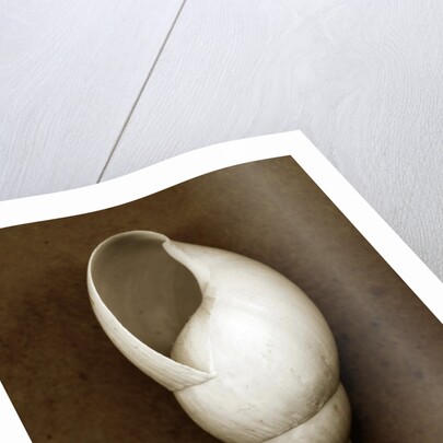 White Cornball Shell by Anonymous