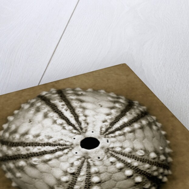 Deep Water Sea Urchin by Anonymous