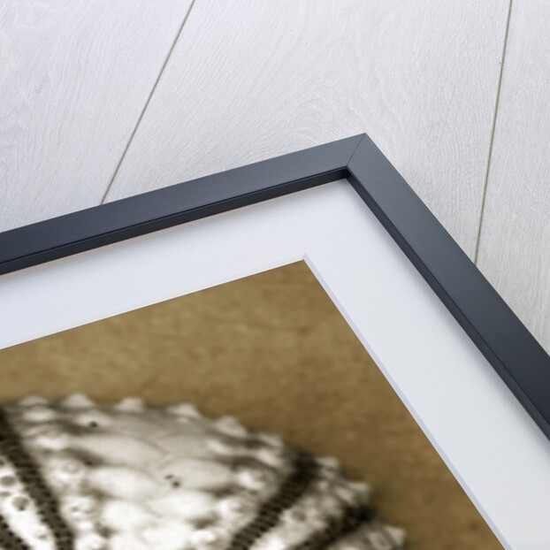 Deep Water Sea Urchin by Anonymous