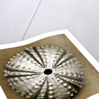 Deep Water Sea Urchin by Anonymous