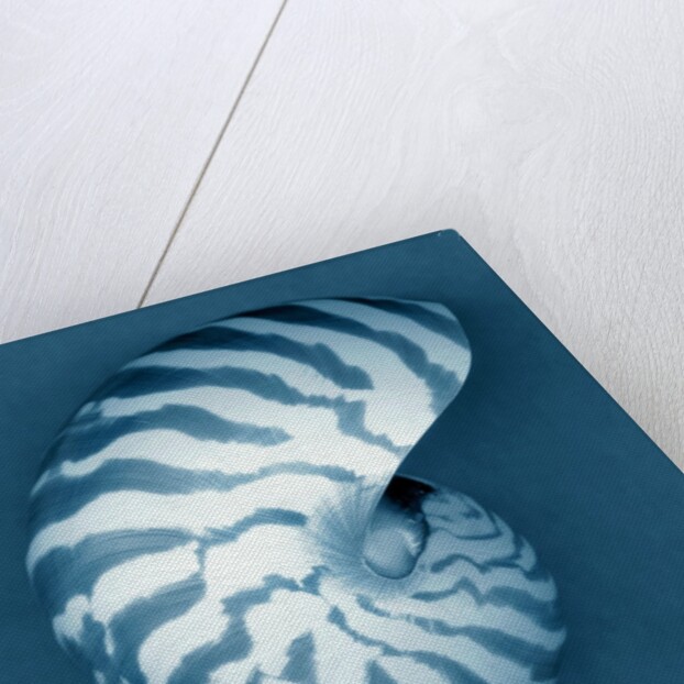 Nautilus Shell by Anonymous