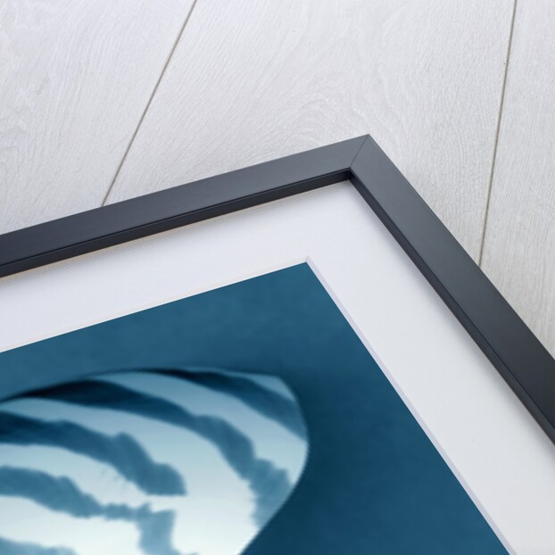Nautilus Shell by Anonymous