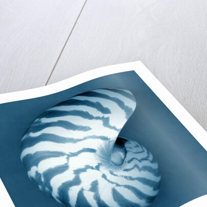 Nautilus Shell by Anonymous