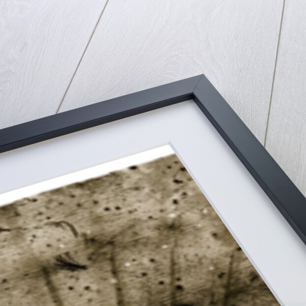 Palmetto Palm by Anonymous