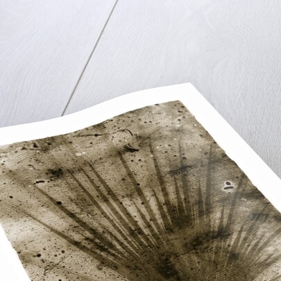 Palmetto Palm by Anonymous