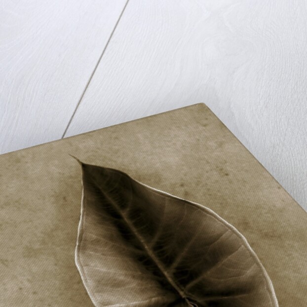 Elephant Ear by Anonymous