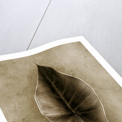 Elephant Ear by Anonymous