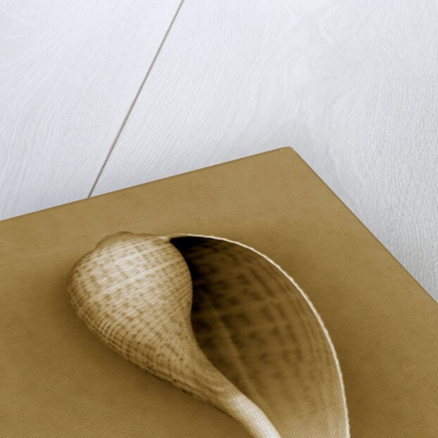 Graceful Fig Shell by Anonymous