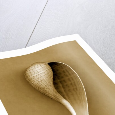 Graceful Fig Shell by Anonymous