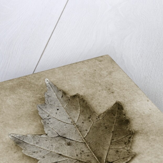 Maple Leaf by Anonymous