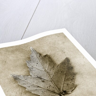 Maple Leaf by Anonymous