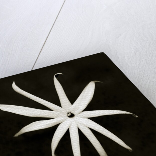 Jasmine by Anonymous