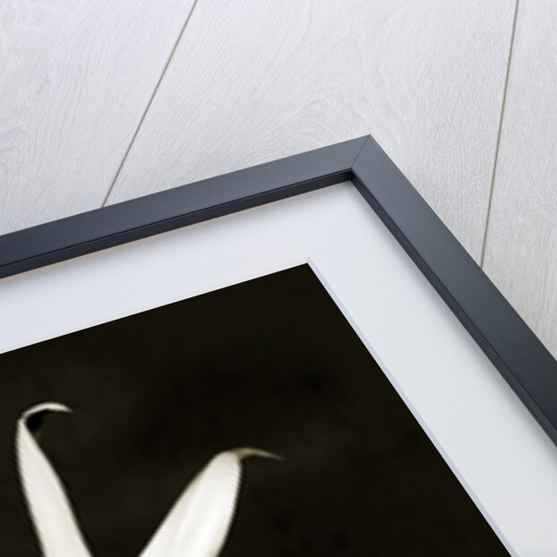 Jasmine by Anonymous