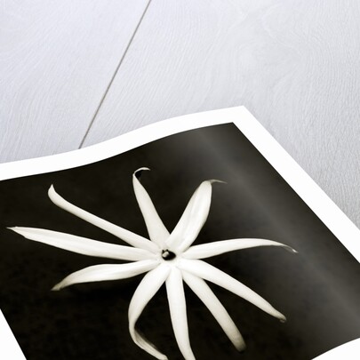 Jasmine by Anonymous