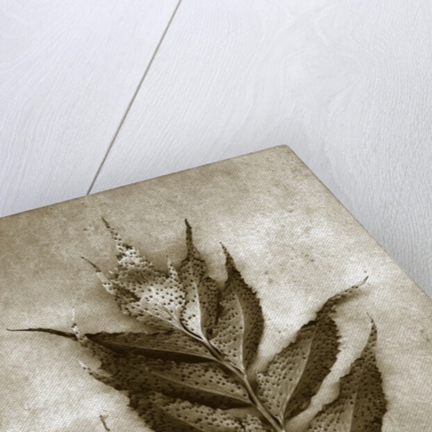 Holly Fern by Anonymous