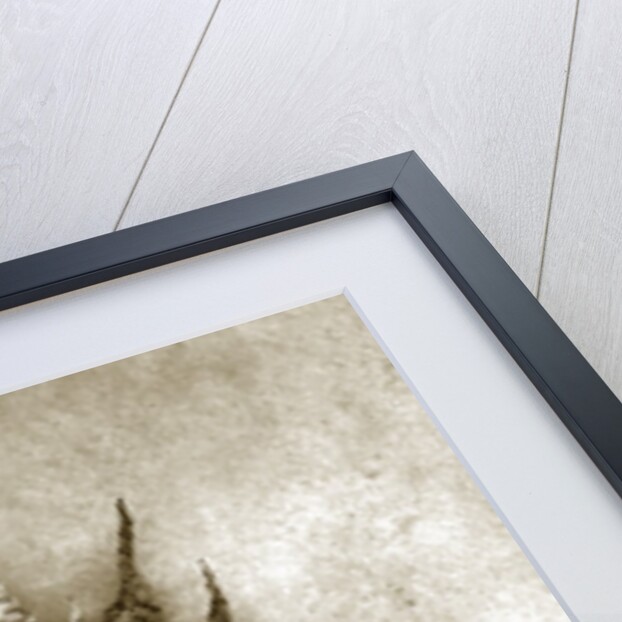 Holly Fern by Anonymous