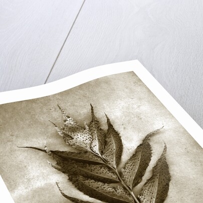 Holly Fern by Anonymous