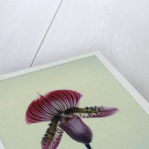 Lady Slipper Orchid by Anonymous