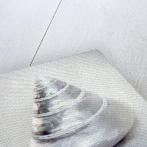 Pearl Trochus Shell by Anonymous