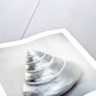 Pearl Trochus Shell by Anonymous