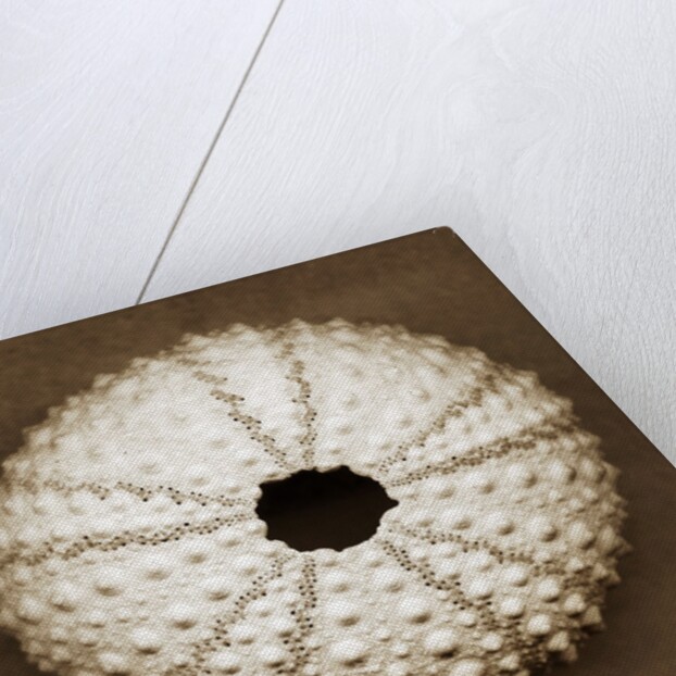 Pink Sea Urchin by Anonymous