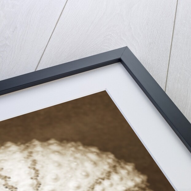 Pink Sea Urchin by Anonymous